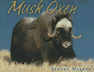Musk Oxen